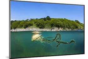 Compass jellyfish swimming near surface, Cornwall, UK-Alex Mustard-Mounted Photographic Print