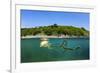 Compass jellyfish swimming near surface, Cornwall, UK-Alex Mustard-Framed Photographic Print