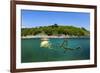 Compass jellyfish swimming near surface, Cornwall, UK-Alex Mustard-Framed Photographic Print