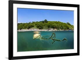 Compass jellyfish swimming near surface, Cornwall, UK-Alex Mustard-Framed Photographic Print