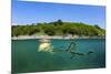 Compass jellyfish swimming near surface, Cornwall, UK-Alex Mustard-Mounted Photographic Print