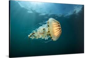 Compass jellyfish swimming near the surface, Cornwall, UK-Alex Mustard-Stretched Canvas