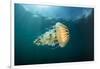 Compass jellyfish swimming near the surface, Cornwall, UK-Alex Mustard-Framed Photographic Print