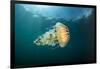 Compass jellyfish swimming near the surface, Cornwall, UK-Alex Mustard-Framed Photographic Print