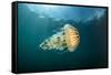 Compass jellyfish swimming near the surface, Cornwall, UK-Alex Mustard-Framed Stretched Canvas