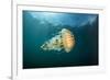 Compass jellyfish swimming near the surface, Cornwall, UK-Alex Mustard-Framed Photographic Print