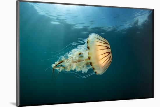 Compass jellyfish swimming near the surface, Cornwall, UK-Alex Mustard-Mounted Photographic Print