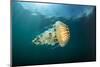 Compass jellyfish swimming near the surface, Cornwall, UK-Alex Mustard-Mounted Photographic Print