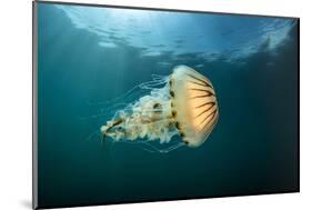 Compass jellyfish swimming near the surface, Cornwall, UK-Alex Mustard-Mounted Photographic Print