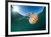 Compass jellyfish, Talland Bay, Cornwall, UK-Alex Mustard-Framed Photographic Print