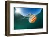 Compass jellyfish, Talland Bay, Cornwall, UK-Alex Mustard-Framed Photographic Print