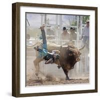 Competitor Falling from His Mount During the Bull Riding Competition, Socorro, New Mexico, Usa-Luc Novovitch-Framed Photographic Print