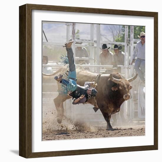 Competitor Falling from His Mount During the Bull Riding Competition, Socorro, New Mexico, Usa-Luc Novovitch-Framed Photographic Print