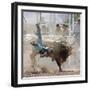 Competitor Falling from His Mount During the Bull Riding Competition, Socorro, New Mexico, Usa-Luc Novovitch-Framed Photographic Print
