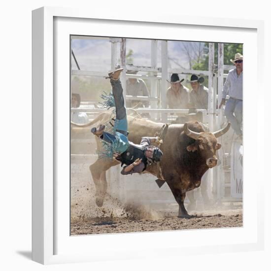 Competitor Falling from His Mount During the Bull Riding Competition, Socorro, New Mexico, Usa-Luc Novovitch-Framed Photographic Print