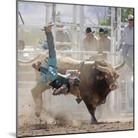 Competitor Falling from His Mount During the Bull Riding Competition, Socorro, New Mexico, Usa-Luc Novovitch-Mounted Photographic Print