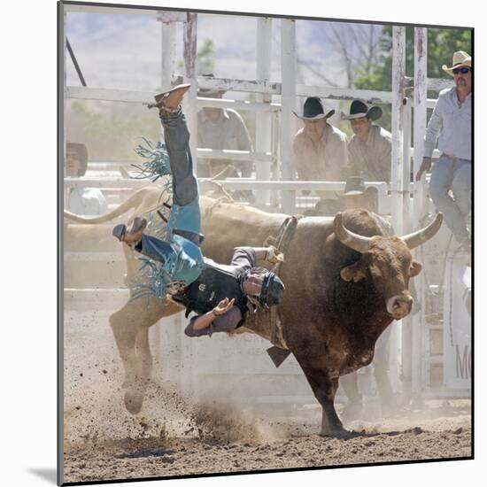 Competitor Falling from His Mount During the Bull Riding Competition, Socorro, New Mexico, Usa-Luc Novovitch-Mounted Photographic Print