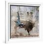 Competitor Falling from His Mount During the Bull Riding Competition, Socorro, New Mexico, Usa-Luc Novovitch-Framed Photographic Print