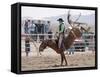 Competitor in the Bronco Riding Event During the Annual Rodeo Held in Socorro, New Mexico, Usa-Luc Novovitch-Framed Stretched Canvas