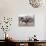 Competitor in the Bronco Riding Event During the Annual Rodeo Held in Socorro, New Mexico, Usa-Luc Novovitch-Photographic Print displayed on a wall