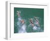 Competitors in the Henley and Grange Swimming Race-Robert Francis-Framed Photographic Print