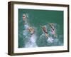 Competitors in the Henley and Grange Swimming Race-Robert Francis-Framed Photographic Print