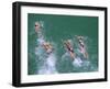 Competitors in the Henley and Grange Swimming Race-Robert Francis-Framed Photographic Print