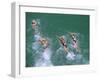 Competitors in the Henley and Grange Swimming Race-Robert Francis-Framed Photographic Print