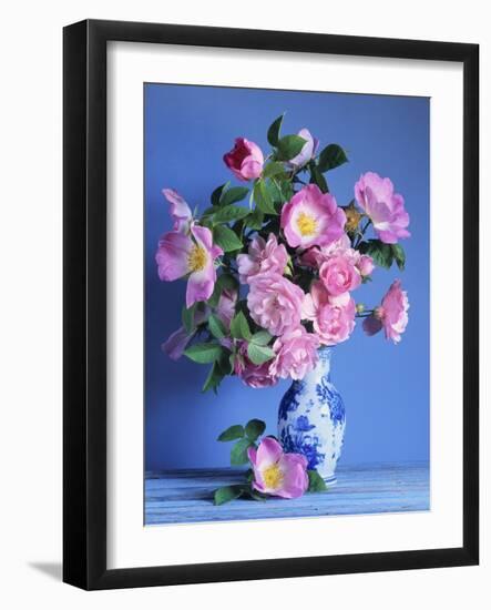 Complicata and Felicia Roses-Clay Perry-Framed Photographic Print