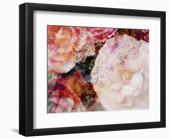 Composing, Blossoms in Bright Rose, Roses Layered with Other Flowers-Alaya Gadeh-Framed Photographic Print