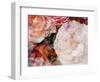 Composing, Blossoms in Bright Rose, Roses Layered with Other Flowers-Alaya Gadeh-Framed Photographic Print