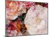 Composing, Blossoms in Bright Rose, Roses Layered with Other Flowers-Alaya Gadeh-Mounted Photographic Print