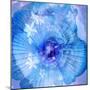 Composing of a Flower in Blue Tones with White Flowering Branch-Alaya Gadeh-Mounted Photographic Print