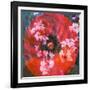 Composing of a Red Poppy and Rose with Pink Flowering Branches-Alaya Gadeh-Framed Photographic Print