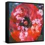 Composing of a Red Poppy and Rose with Pink Flowering Branches-Alaya Gadeh-Framed Stretched Canvas