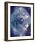 Composing of a Rose in Blue Tones with White Blossoms-Alaya Gadeh-Framed Photographic Print