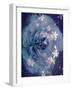 Composing of a Rose in Blue Tones with White Blossoms-Alaya Gadeh-Framed Photographic Print