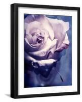 Composing of a Soft Pink Rose Infront of Blue Background-Alaya Gadeh-Framed Photographic Print