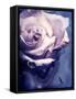 Composing of a Soft Pink Rose Infront of Blue Background-Alaya Gadeh-Framed Stretched Canvas