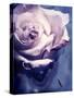 Composing of a Soft Pink Rose Infront of Blue Background-Alaya Gadeh-Stretched Canvas