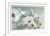 Composing of a White Orchid with Lucent Texture-Alaya Gadeh-Framed Photographic Print