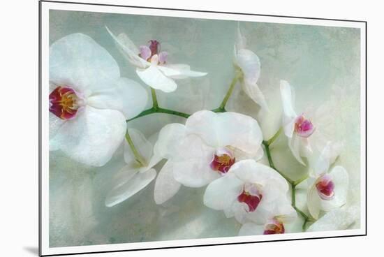 Composing of a White Orchid with Lucent Texture-Alaya Gadeh-Mounted Photographic Print