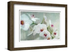 Composing of a White Orchid with Lucent Texture-Alaya Gadeh-Framed Photographic Print