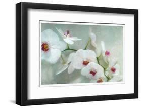 Composing of a White Orchid with Lucent Texture-Alaya Gadeh-Framed Photographic Print