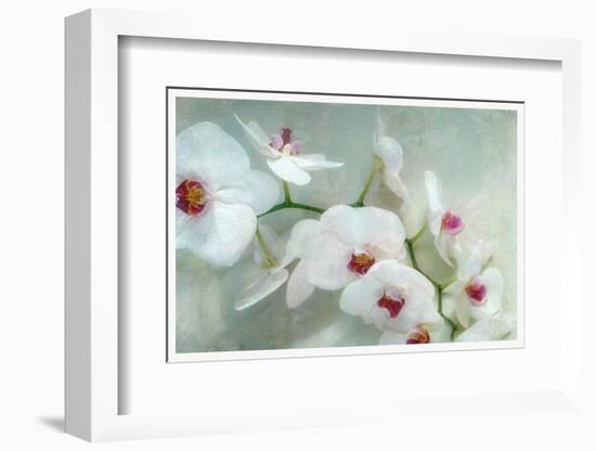 Composing of a White Orchid with Lucent Texture-Alaya Gadeh-Framed Photographic Print