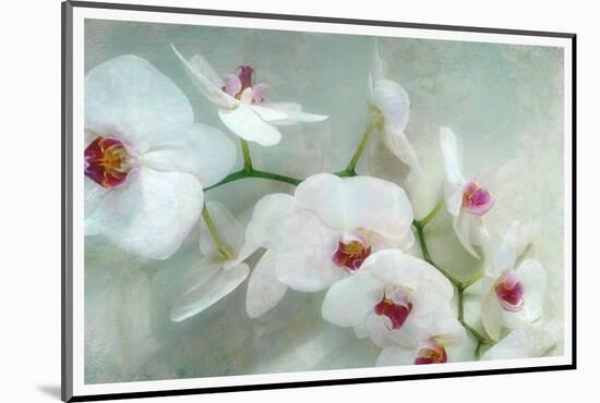 Composing of a White Orchid with Lucent Texture-Alaya Gadeh-Mounted Photographic Print