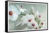 Composing of a White Orchid with Lucent Texture-Alaya Gadeh-Framed Stretched Canvas
