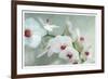 Composing of a White Orchid with Lucent Texture-Alaya Gadeh-Framed Photographic Print