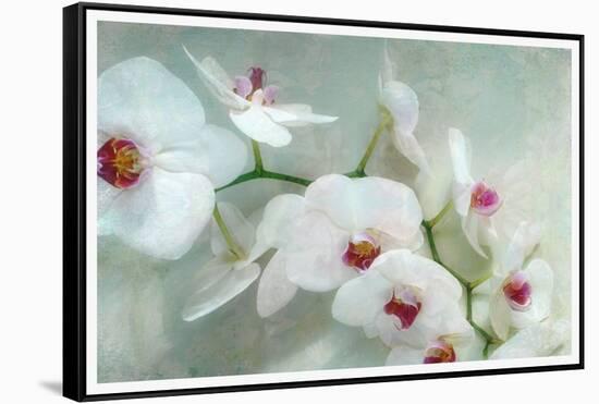 Composing of a White Orchid with Lucent Texture-Alaya Gadeh-Framed Stretched Canvas