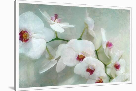 Composing of a White Orchid with Lucent Texture-Alaya Gadeh-Stretched Canvas